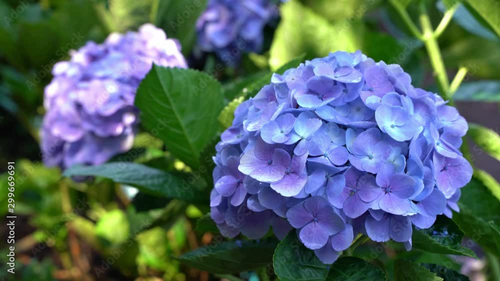 Hydrangea Flowers blooming in the garden, Beautiful Flower and mountain background Hydrangea Flowers blooming in the garden, Beautiful Flower and mountain background