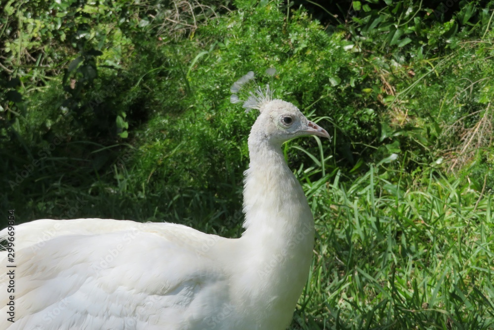 White peacock on green plant background in Florida park, closeup White peacock on green plant background in Florida park, closeup