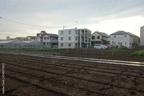 Wallpaper Mural 夏の夕方の東京郊外の畑 Torontodigital.ca