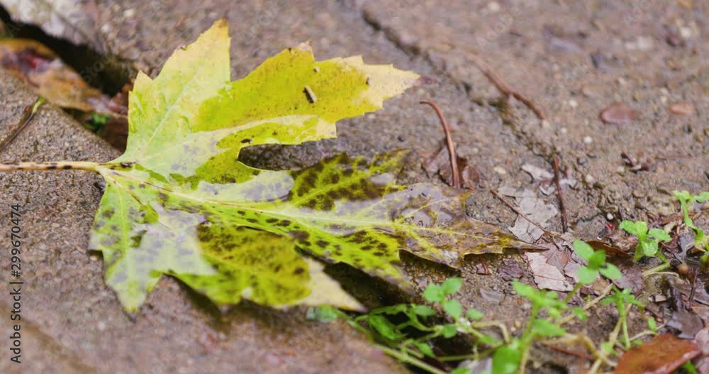 Autumn Tree Leaf on Street During Rain Storm Autumn Tree Leaf on Street During Rain Storm