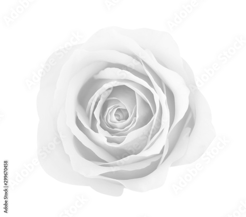White gray rose isolated on white background, soft focus and clipping path.