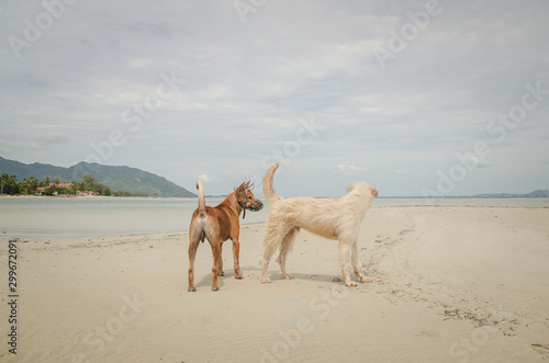 Two dogs are standing near the shore.