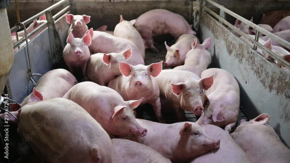 pig farm industry animal agriculture livestock cage pig farm industry animal agriculture livestock cage