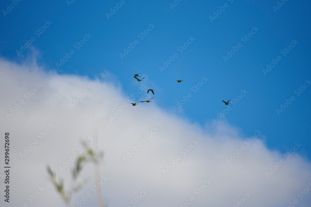 birds over the summer sky