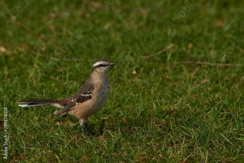 Mimus saturninus in its natural habitat