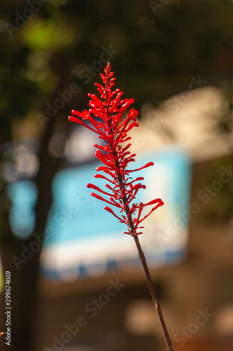 Firespike flower photo
