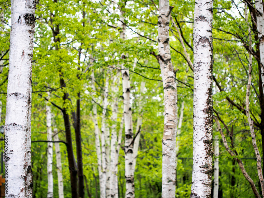 Fototapeta premium Brzozy