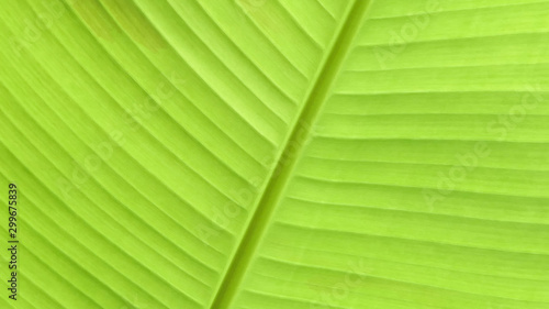  The green leaves of the banana tree viewed from the bottom corner.