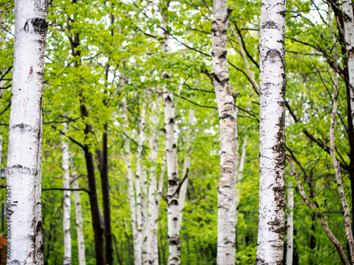 Fototapeta Naklejka Na Ścianę i Meble -  Birch Trees