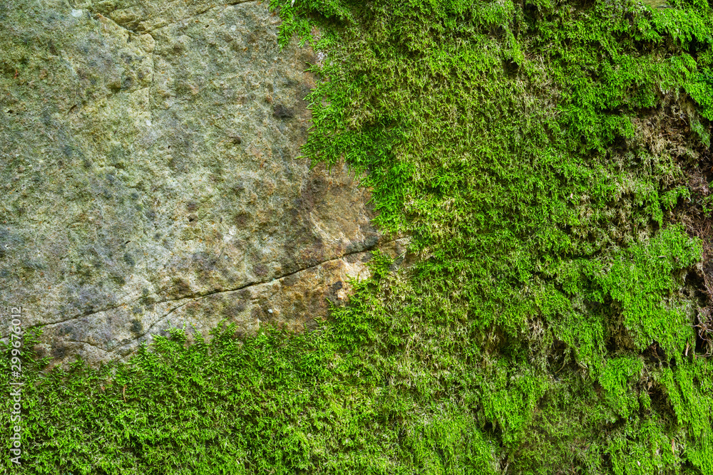 Moss on the stone forest rock texture. Moss on the stone forest rock texture.