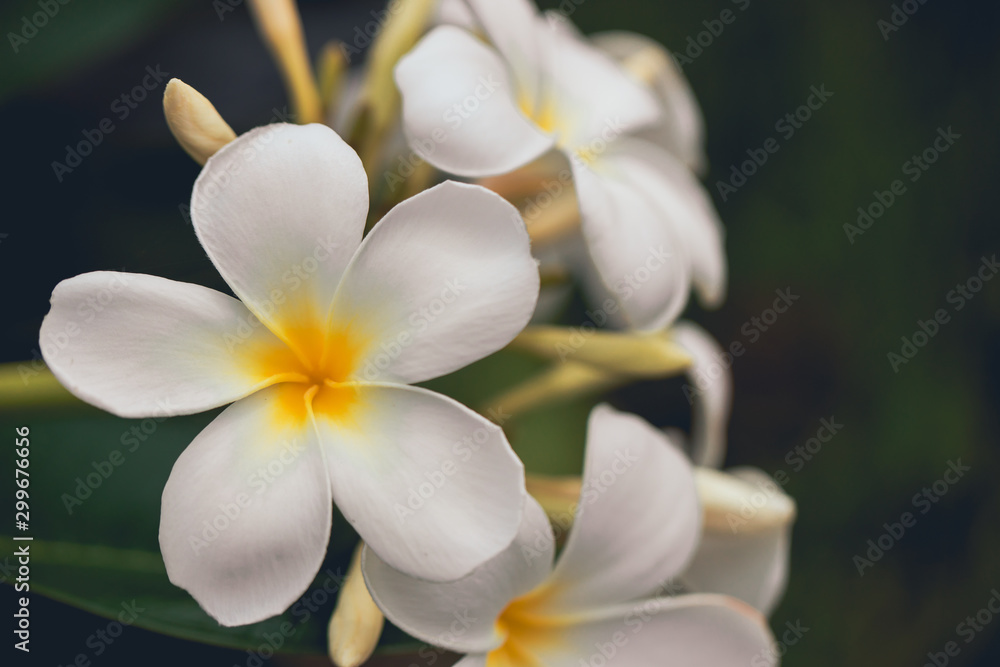 White plumeria flowers. Plumeria flowers bloom on the trees in the garden with copyspace. White plumeria flowers. Plumeria flowers bloom on the trees in the garden with copyspace.