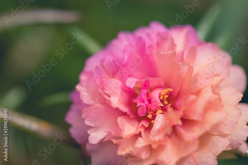Close up Pink Portulaca flower.