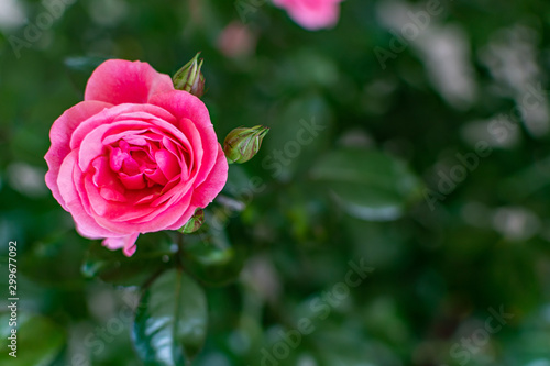 Wallpaper Mural pink rose in garden Torontodigital.ca
