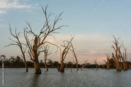 Backwater Ghost Gums late evening on the River Murray, South Australia. photo