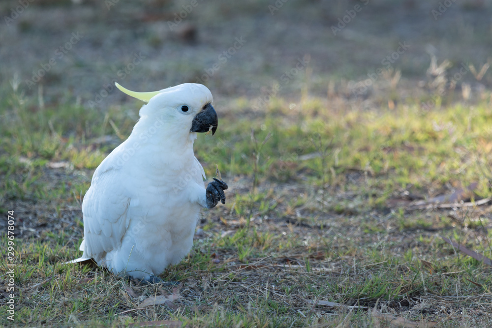Fototapeta premium Sulphur Crested Cockatoo sitting and feeding.