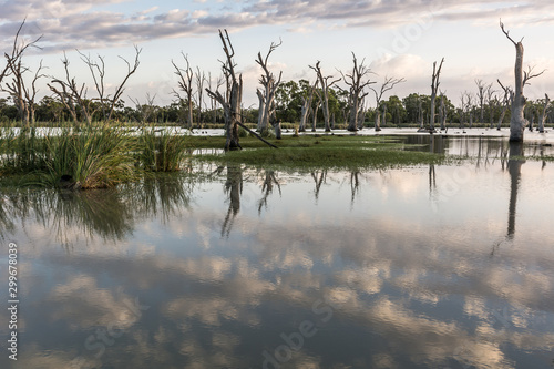 Backwater landscape  Murray river wetland with reflected sky  Australia.