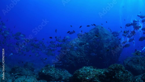 Wallpaper Mural ミナミイスズミの大群（スローモーション）小笠原 Torontodigital.ca