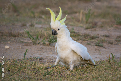 Wild Sulphur Crested Cockatoo, on the ground with erect crest.