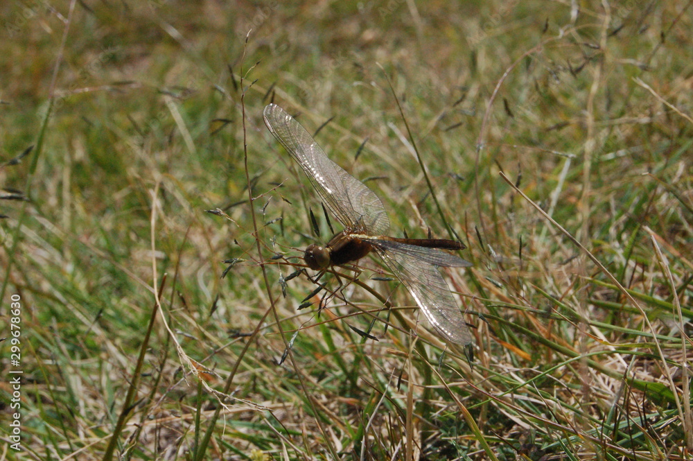 volando en el campo volando en el campo