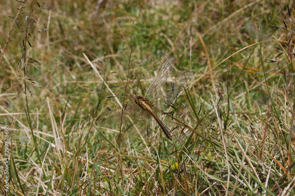 dragon-fly beautiful dragon-fly beautiful