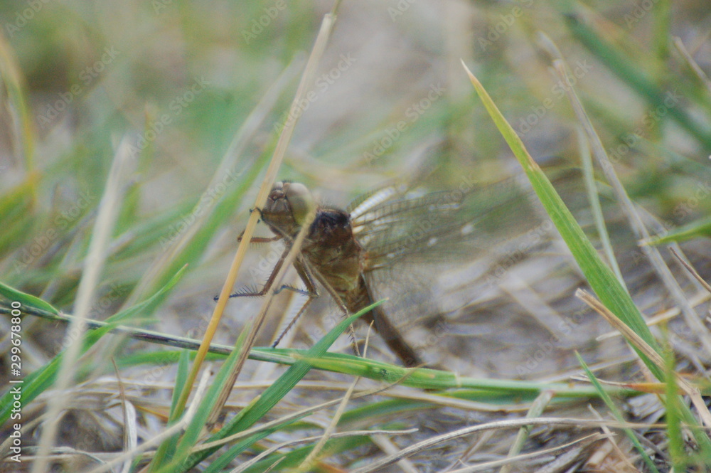 dragon-fly beautiful dragon-fly beautiful
