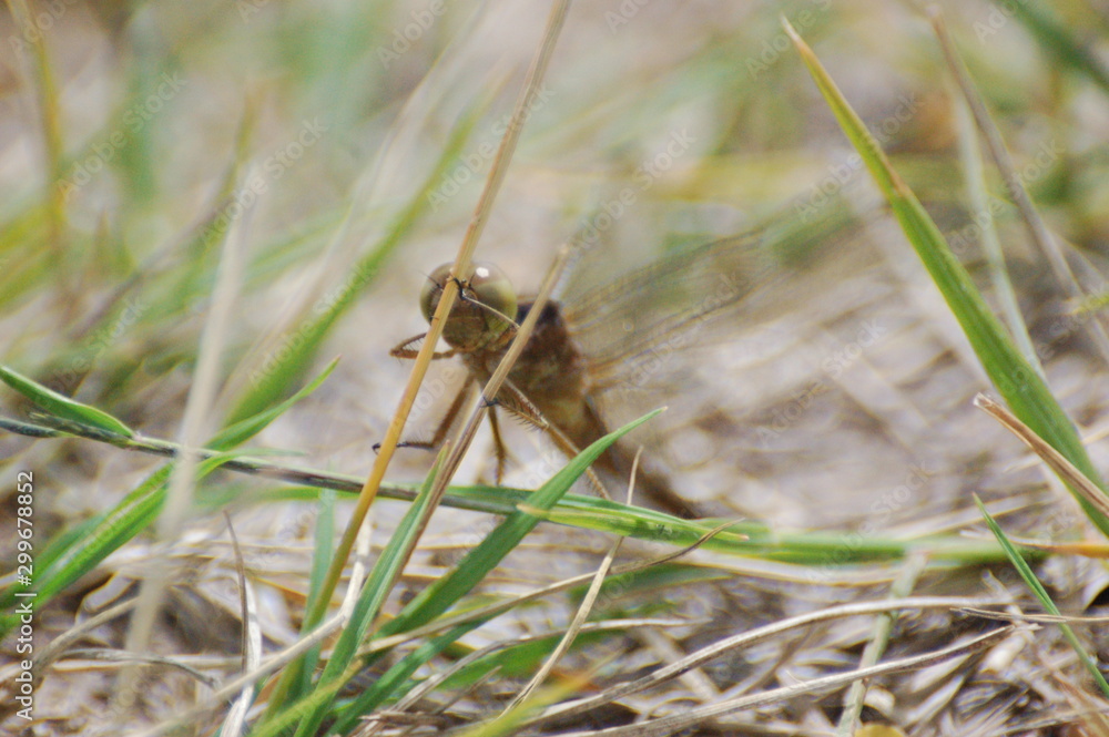 dragon-fly beautiful dragon-fly beautiful