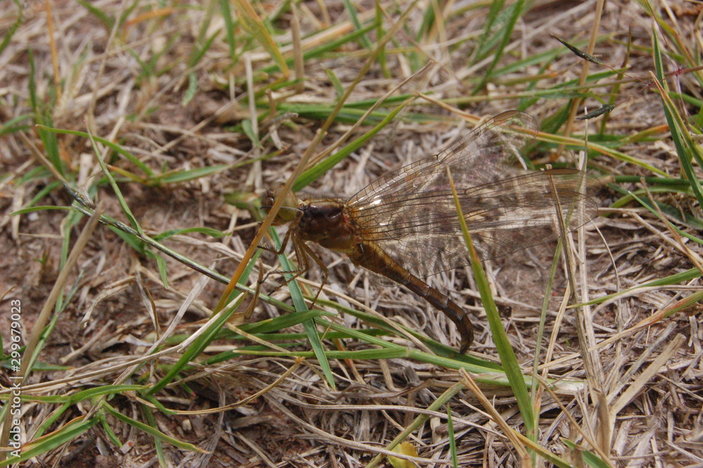 dragon-fly beautiful dragon-fly beautiful