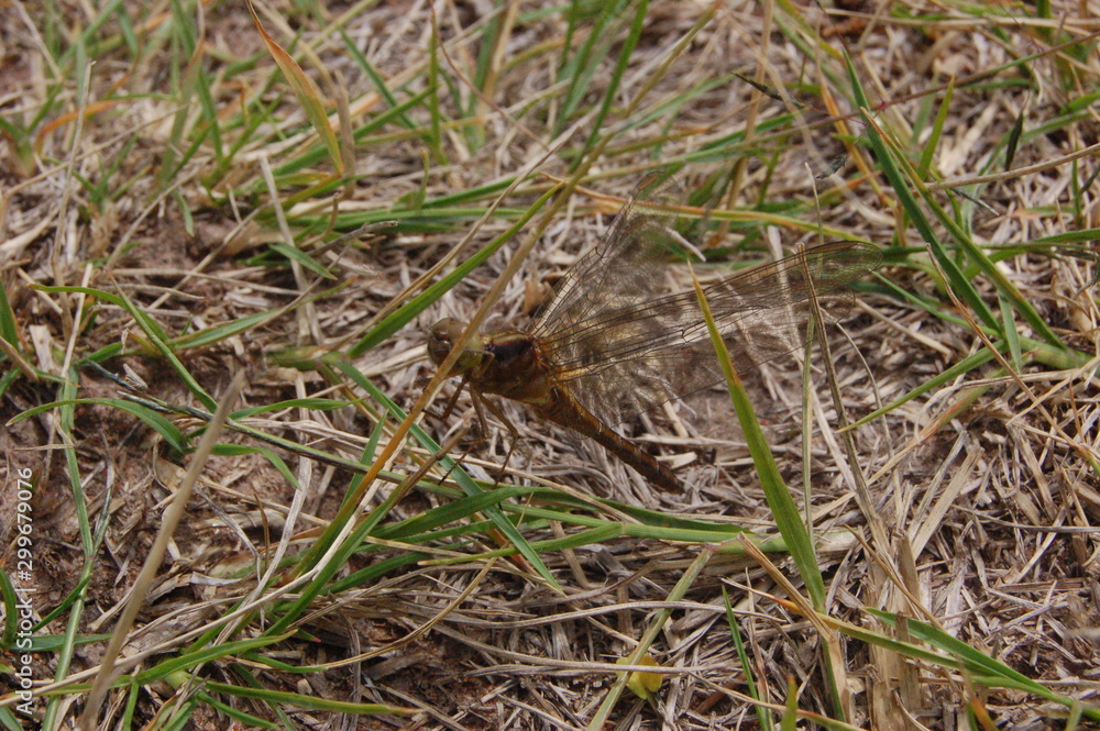 firefly firefly