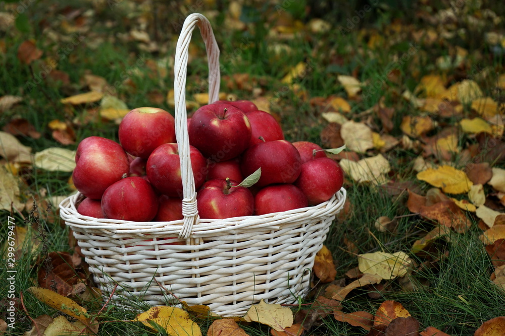 Basket with red ripe apples in the autumn garden. Autumn, harvest Basket with red ripe apples in the autumn garden. Autumn, harvest