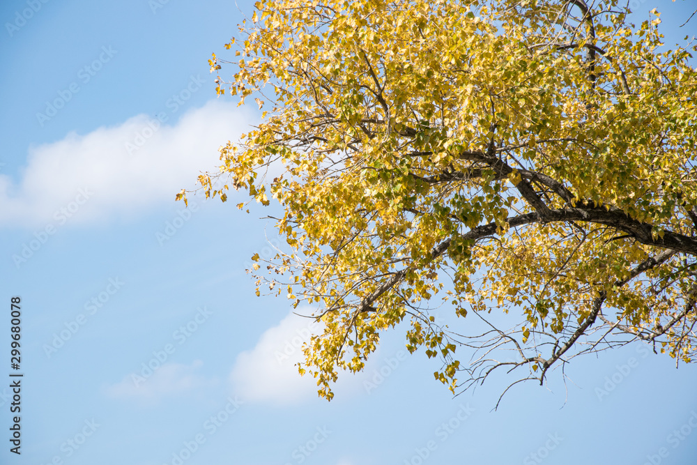 yellow leaves on tree in autumn