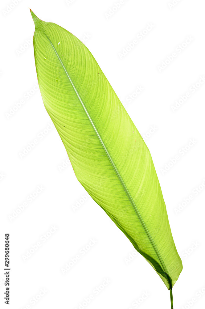 Obraz premium Heliconia variegated leaf isolated on white background with clipping path.