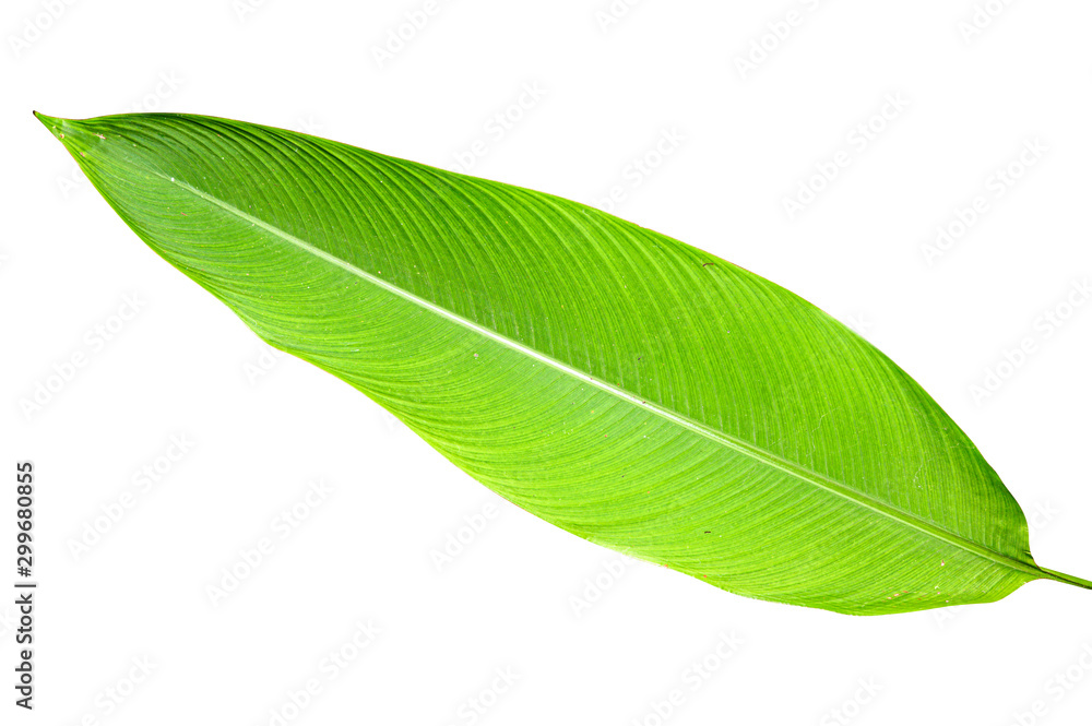 Obraz premium Heliconia variegated leaf isolated on white background with clipping path.