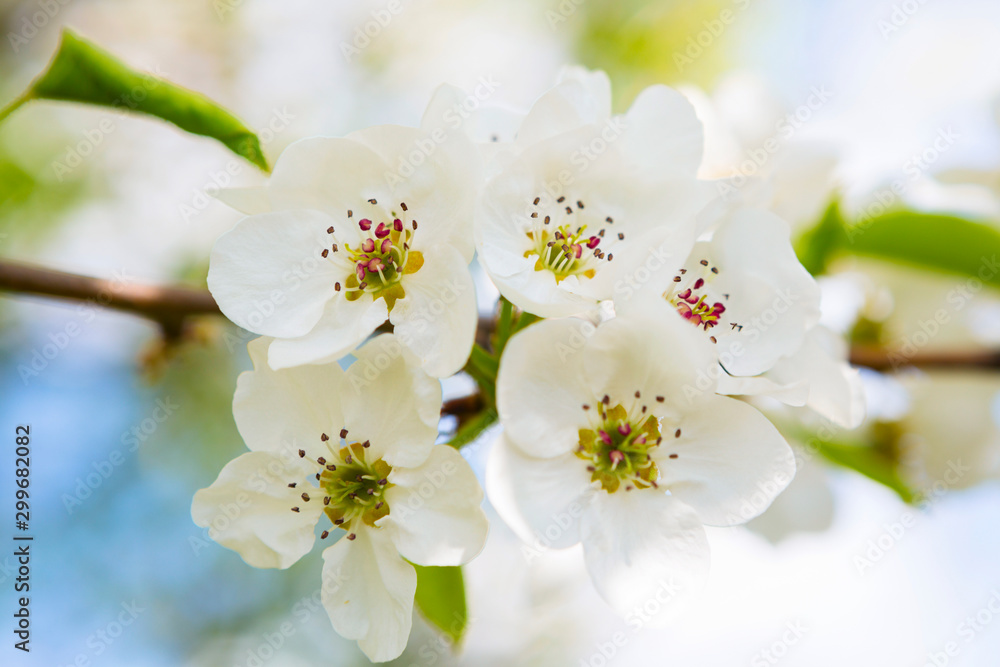beautiful closeup spring blossoming tree beautiful closeup spring blossoming tree