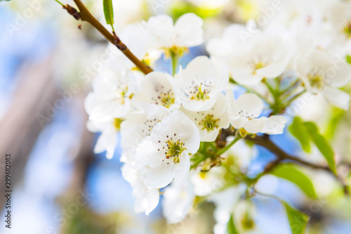 Spring blossom background