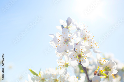 Fototapeta Naklejka Na Ścianę i Meble -  Flowers of the cherry blossoms on a spring