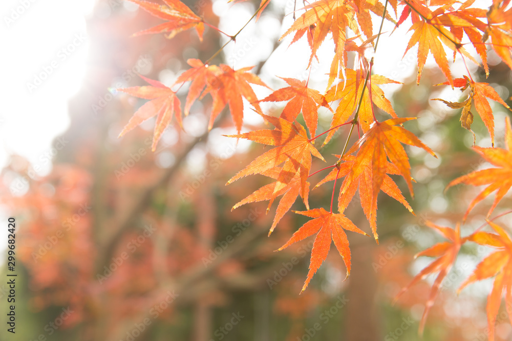 Japan Autume beautiful red maple tree leaf for Kyoto November travel banner background. Japan Autume beautiful red maple tree leaf for Kyoto November travel banner background.