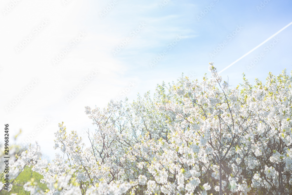 Fototapeta premium Beautiful cherry blossom sakura with blue sky