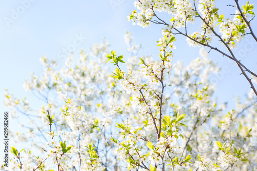 cherry blossom, Japanese spring scenics