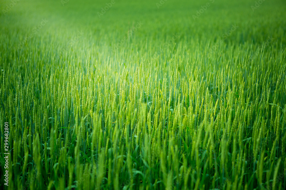 Green wheat in the field.