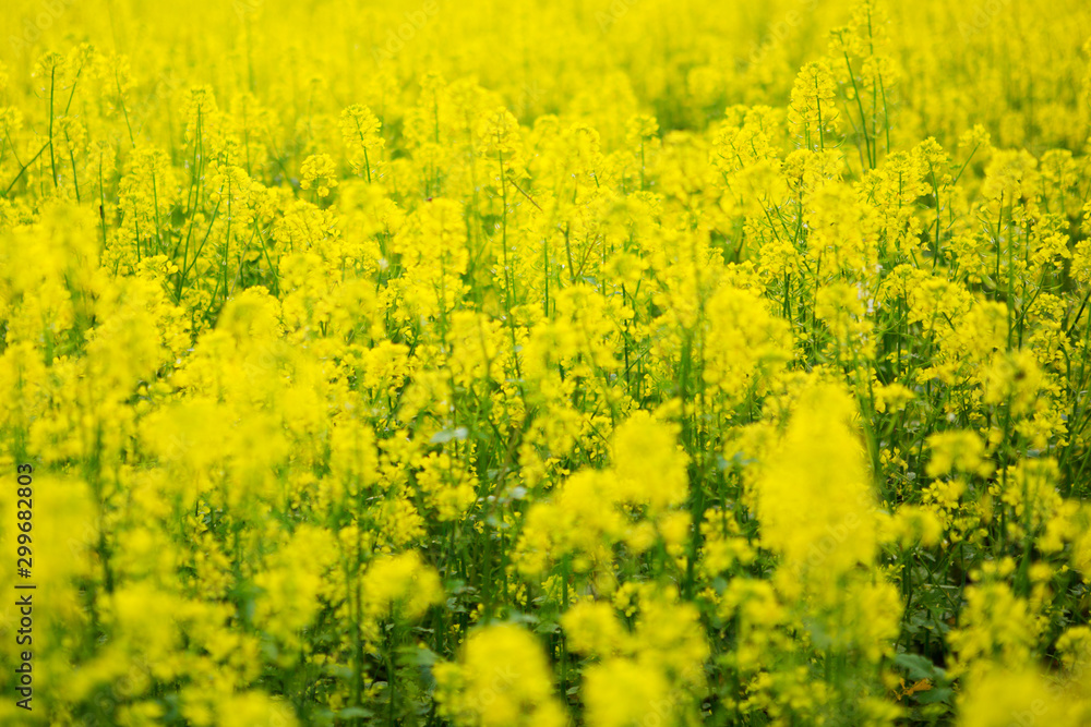 Field of yellow flowers. Wildflowers. Field of yellow flowers. Wildflowers.