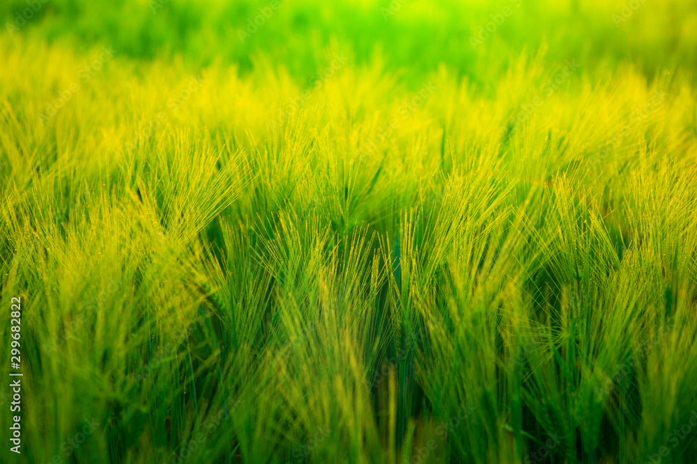 Fototapeta premium Bright sunset over wheat field.