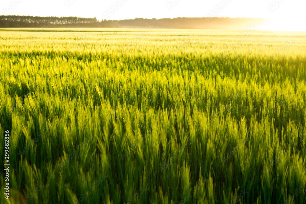 Beautiful sunset and wheat field. Beautiful sunset and wheat field.