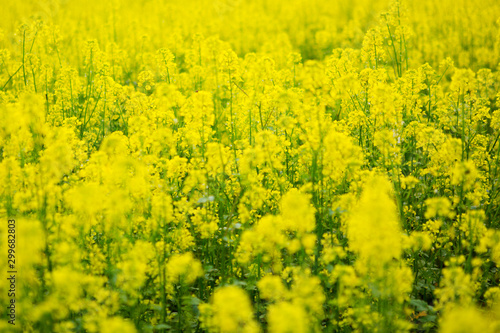 Field of yellow flowers. Wildflowers.