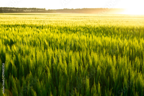 Beautiful sunset and wheat field.