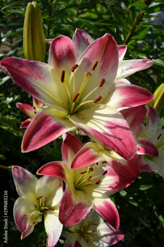 lilys