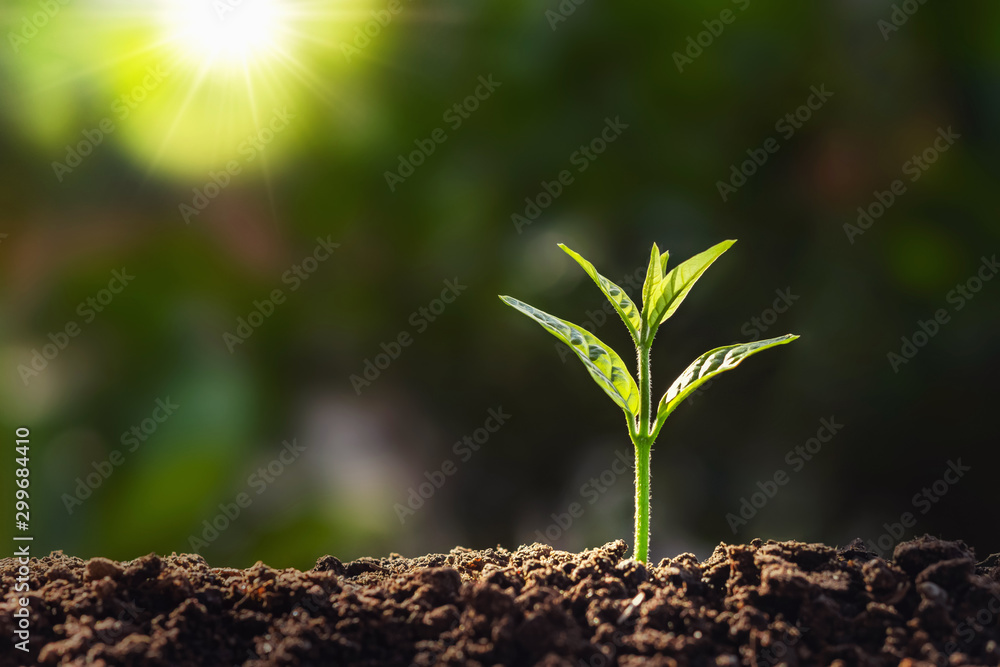 plant growth in farm with sunlight background. agriculture seeding growing step concept - obrazy, fototapety, plakaty 