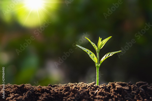 plant growth in farm with sunlight background. agriculture seeding growing step concept