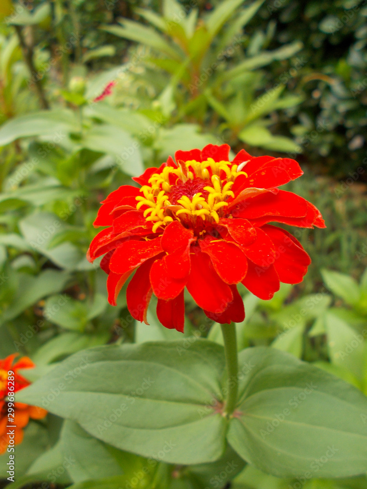 Dahlia Dahlia