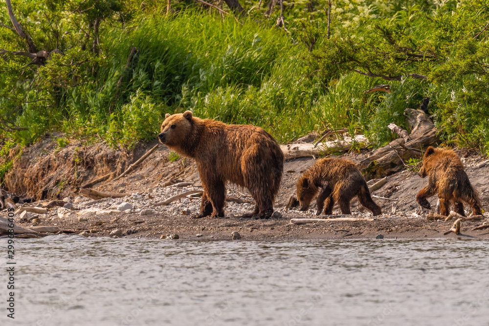 Ruling the landscape, brown bears of Kamchatka (Ursus arctos beringianus)