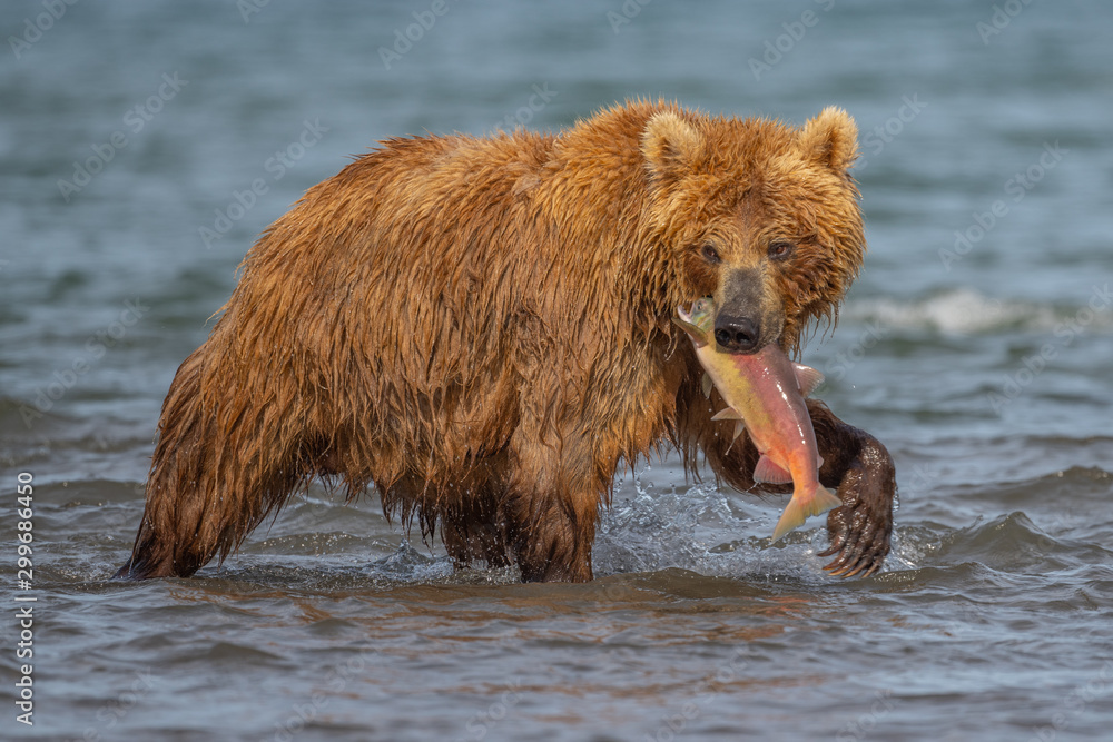 Fototapeta premium Ruling the landscape, brown bears of Kamchatka (Ursus arctos beringianus)